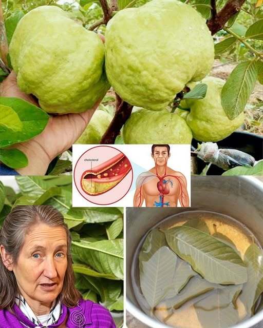 How to use guava to treat eye problems — natural remedies for the eyes. To keep receiving my recipes, you just have to say something… Thank you