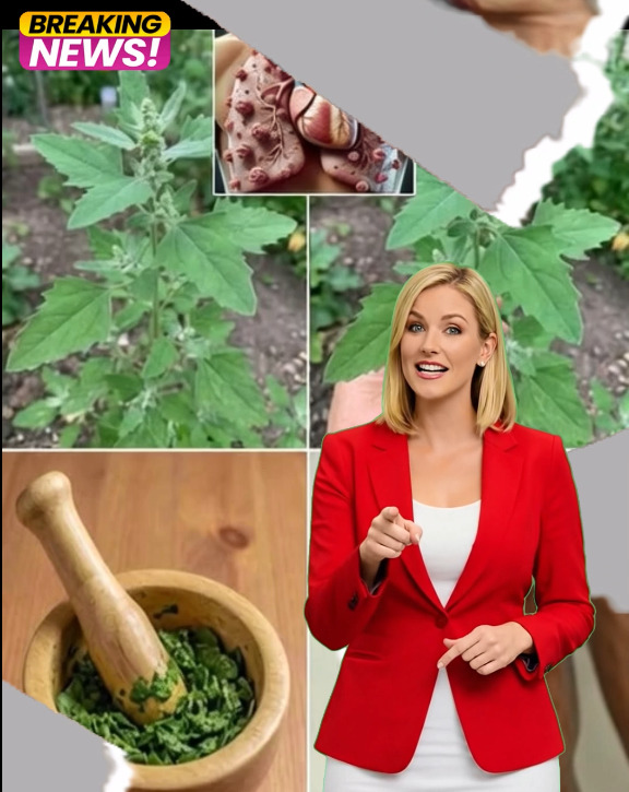 The Hidden Power of Lamb’s Quarters: Nature’s Overlooked Treasure