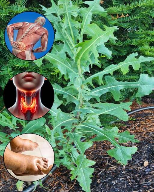 Wild Lettuce Sap: Benefits, Uses, and Traditional Remedies