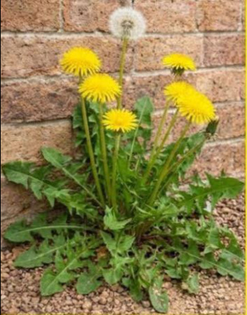 Having this plant in your garden is more valuable than finding money