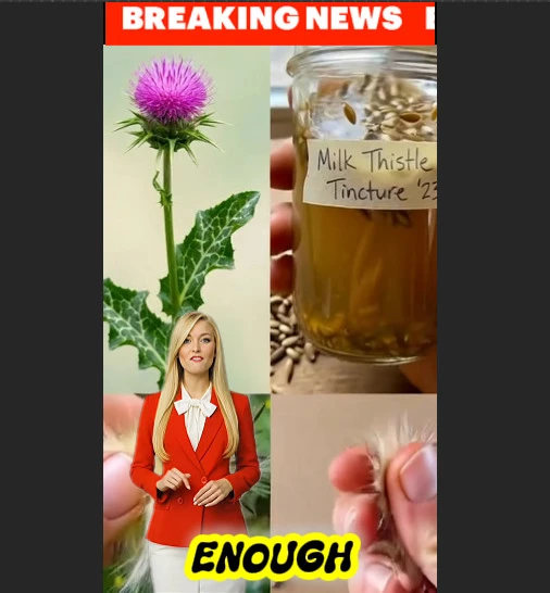 Not enough people know this plant is food and medicine! Because of it's appearance, they think it's a weed...cs