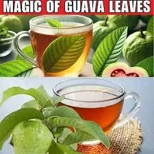 High Blood Sugar? Drink Guava Leaf Tea in the Morning… See More