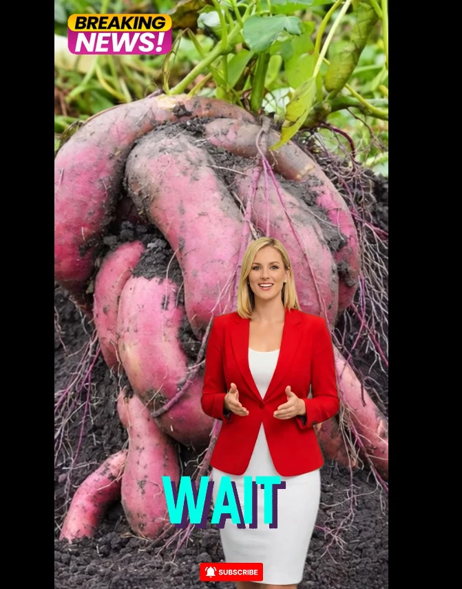 I can't even believe it myself . Seven Science-Backed Health Benefits of Sweet Potatoes And How to Enjoy Them cs